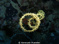 Spiral Coral - Stichopathes sp by Hansruedi Wuersten 